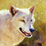 Wolf In Morning Light Poster