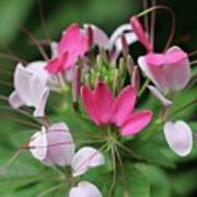 Wonders Of Cleome Poster