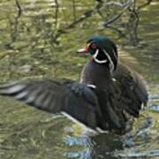 Wood Duck Bravado 3 Poster