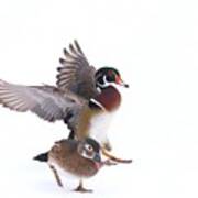 Wood Duck Couple Poster