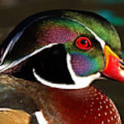 Wood Duck Courtship Colors Poster