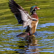 Wood Duck Flapping Poster