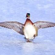 Wood Duck On Ice Poster