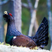 Wood Grouse Ws Poster