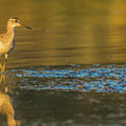 Wood Sandpiper At Sunset Poster