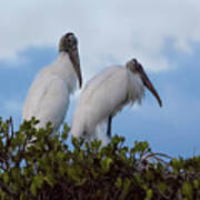 Wood Stork Couple Poster
