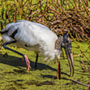 Wood Stork In Duck Weed Poster