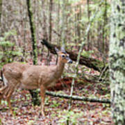 Woodland Deer Poster