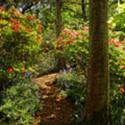 Woodland Path With Rhododendrons Poster