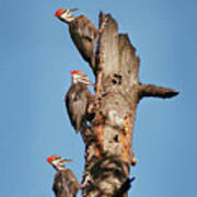 Woodpecker Trio Poster
