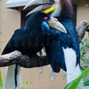 Wreathed Hornbills Poster