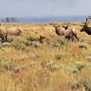 Wyoming Elk Herd Poster