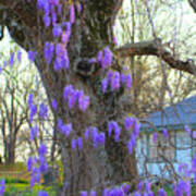 Wysteria Tree Poster