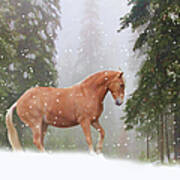 Xmas Horse Poster