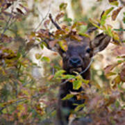 Yearling Elk Peeking Through Brush Poster