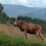 Yearling European Elk Poster