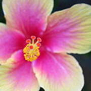Yellow And Pink Hibiscus 2 Poster