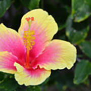 Yellow And Pink Hibiscus 1 Poster