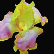 Yellow And Pink Iris Poster