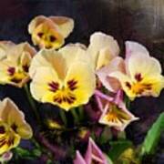 Yellow And Pink Pansies Poster