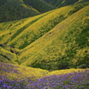 Yellow And Purple Wildlflowers Adourn The Temblor Range At Carrizo Plain National Monument Poster