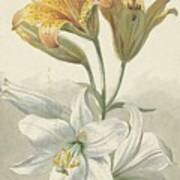 Yellow And White Lilies Poster