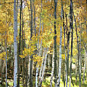 Yellow Aspens Poster