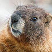 Yellow Bellied Marmot Close Up Poster
