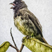Yellow Bellied Seedeater Panaca Quimbaya Colombia Poster