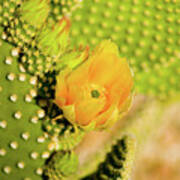 Yellow Cactus Flower Poster