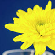 Yellow Chrysanthemum On A Blue Background. Poster