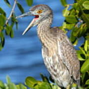 Yellow-crowned Night Heron Poster