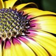 Yellow Daisy Macro Poster