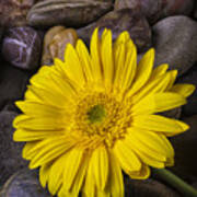 Yellow Daisy On River Stones Poster