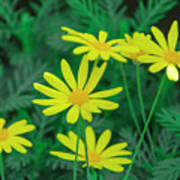 Yellow Daisys Poster
