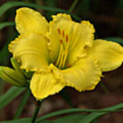 Yellow Daylily Poster