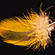 Yellow Feather Macro Poster