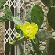 Yellow Flower Cactus Poster