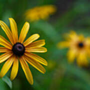 Yellow Flower Poster