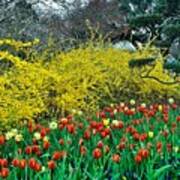 Yellow Forsythia Poster