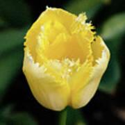 Yellow Fringe Tulip Poster