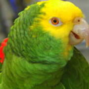 Yellow-headed Amazon Parrot Poster
