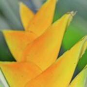 Yellow Heliconia Poster