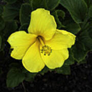 Yellow Hibiscus Poster