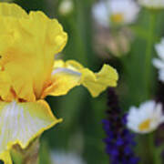 Yellow Iris In Spring Garden Poster