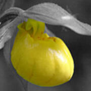 Yellow Lady Slipper Partial Poster