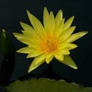 Yellow Lotus Waterlily Poster