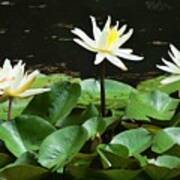 Yellow Water Lilies Poster