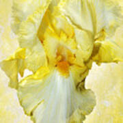 Yellow Mist Iris Poster