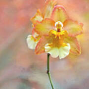 Yellow Orchid Poster